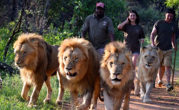 Joburg For Less_Ukutula Lodge and Game Reserve 12